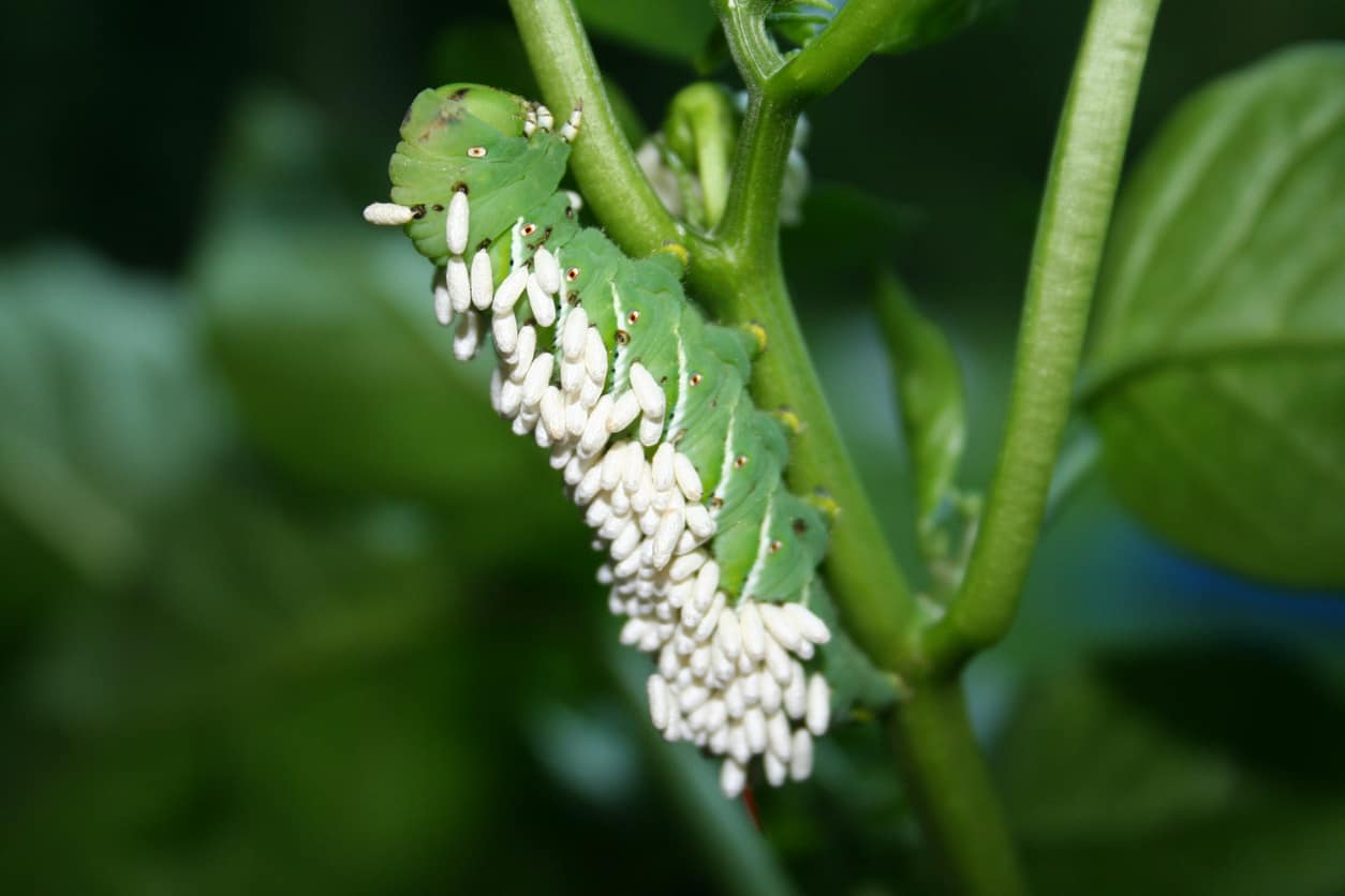 Guarda una vespa che inietta 50 uova ALL'INTERNO di un bruco e osserva cosa succede 2 settimane dopo