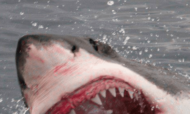 Guarda un'altra grande fotobomba bianca in un video oltraggioso di doppia violazione
