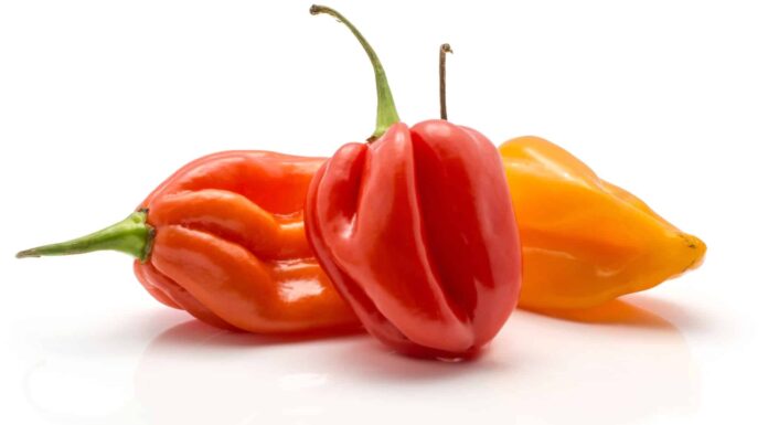 Habanero vs Ghost Pepper