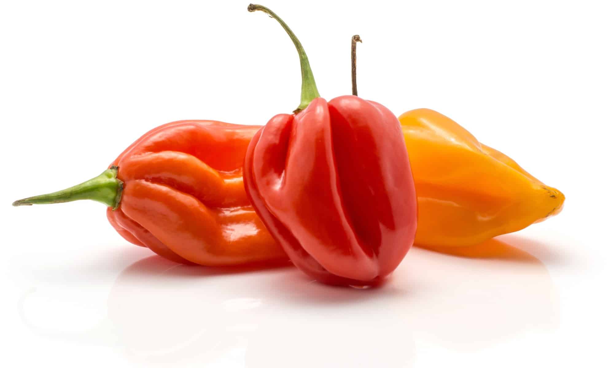 Habanero vs Ghost Pepper
