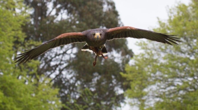 Hawk con abilità di caccia di livello successivo trionfa su Groundhog
