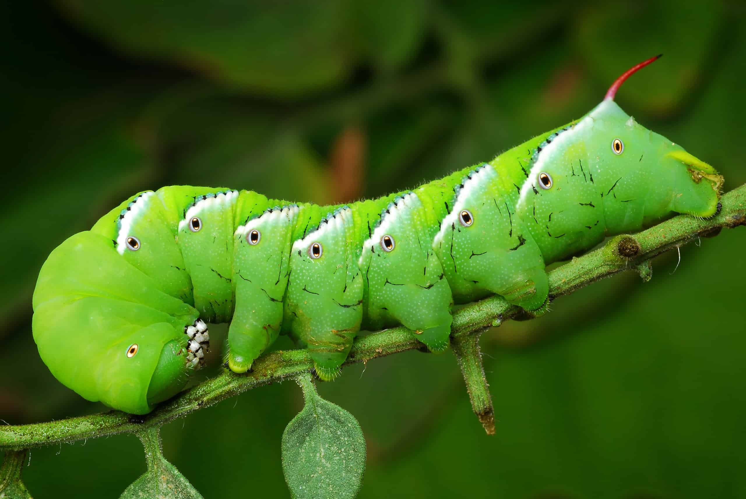 Hornworm di pomodoro
