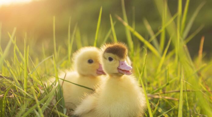 I 10 animali da fattoria più adorabili che vedrai oggi su Internet
