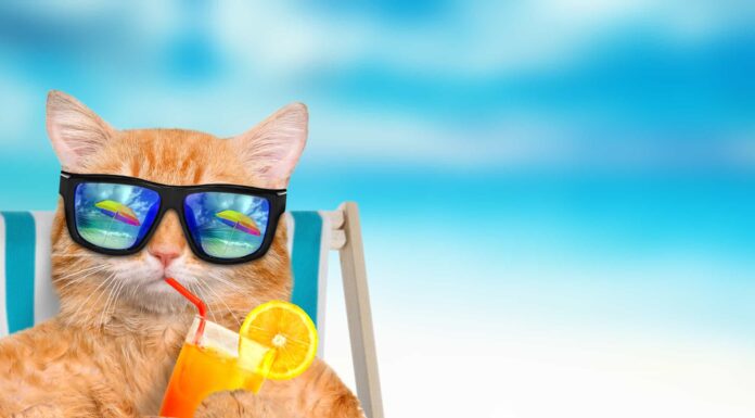 I 10 gatti più divertenti su Instagram oggi
