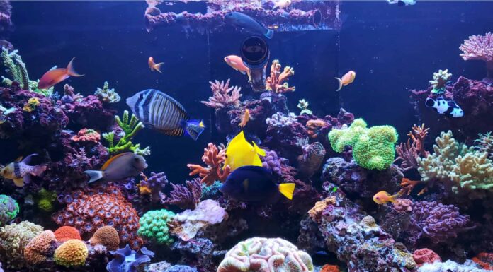 I 2 migliori acquari in Alabama
