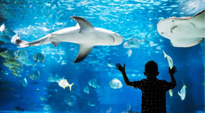 I 3 migliori acquari dell'Ohio
