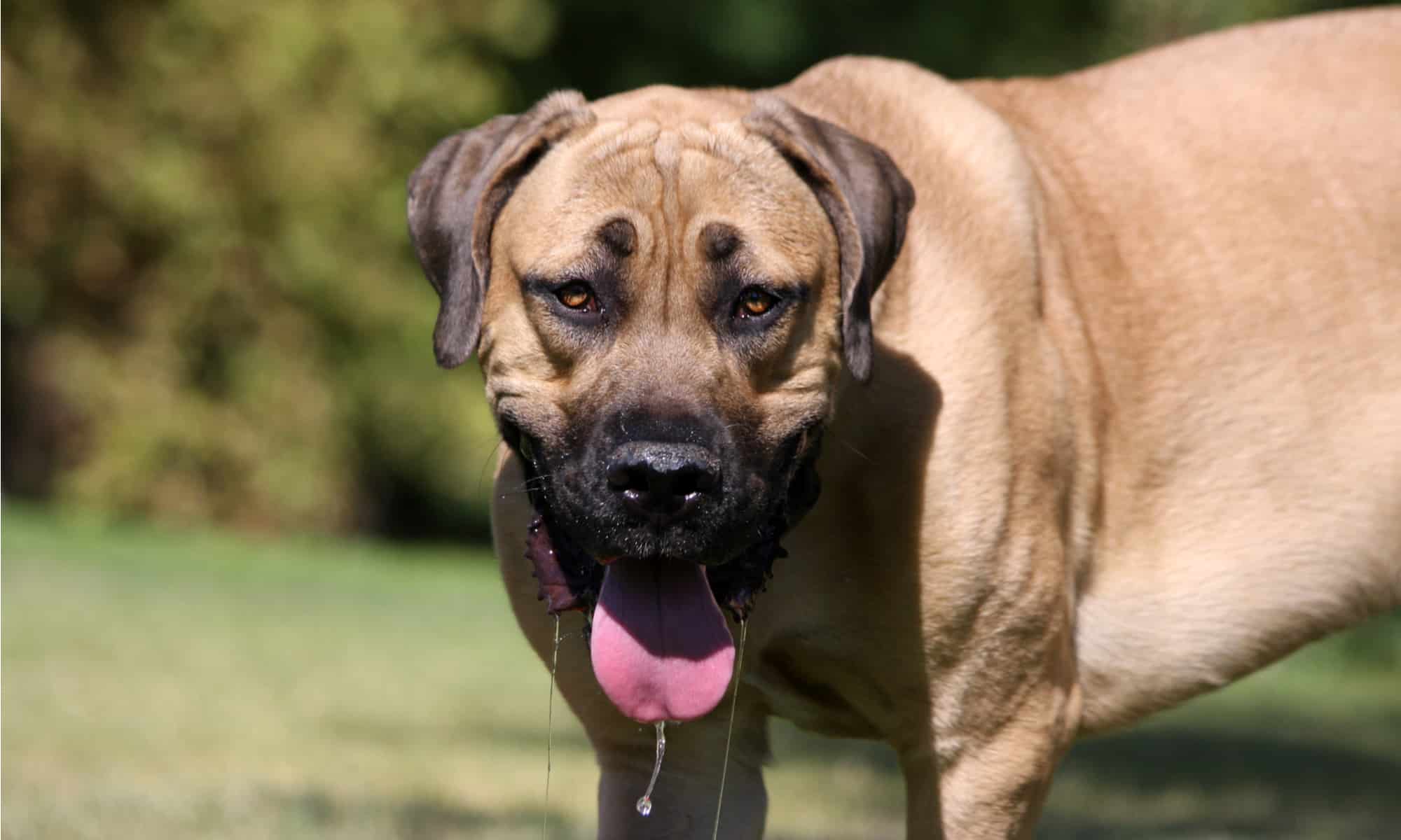 I 4 migliori parchi per cani a Durham