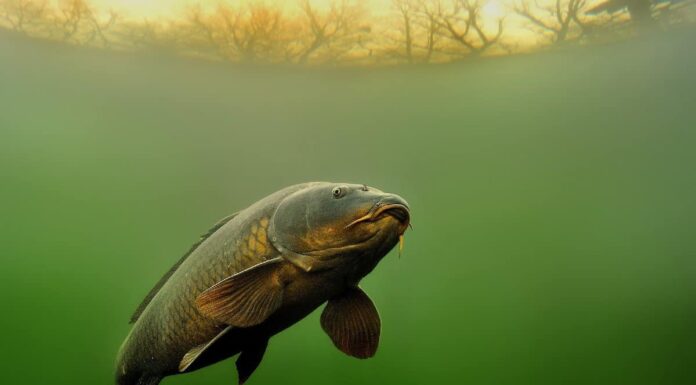 I 5 migliori pesci da catturare nel New Hampshire quest'estate
