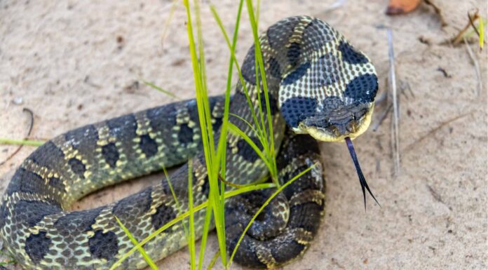 I 7 serpenti più lenti del mondo
