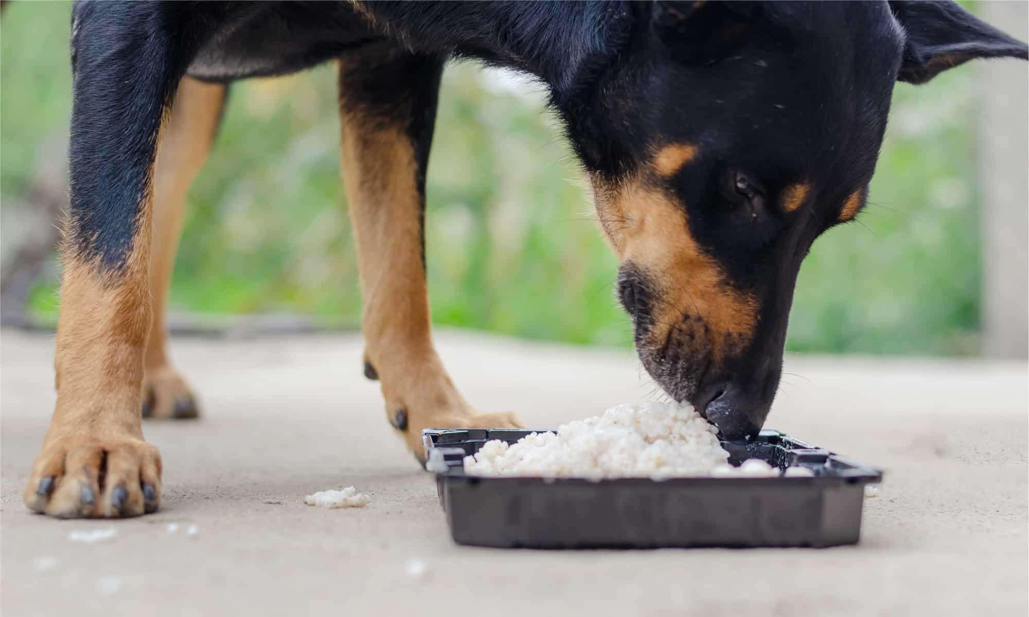 I cani mangiano riso sicuro o pericoloso?