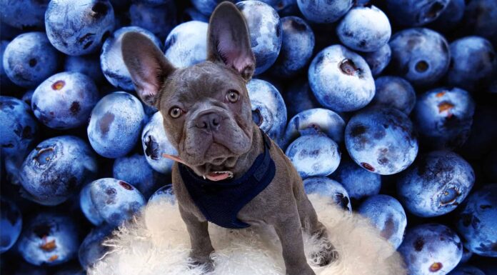 I cani possono mangiare i mirtilli, sono sicuri o pericolosi?
