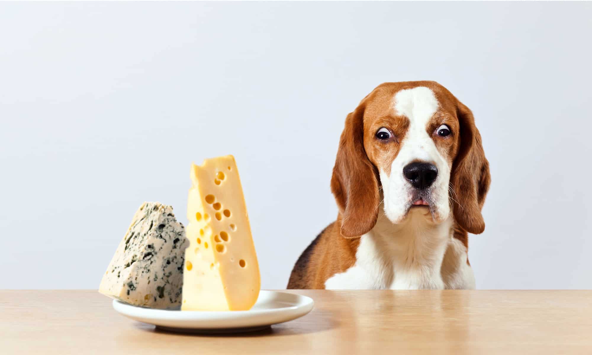 I cani possono mangiare il formaggio?  Quali sono i rischi?