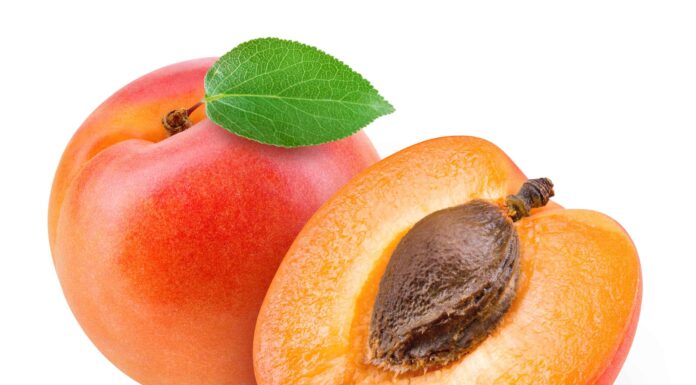  I cani possono mangiare le albicocche in sicurezza?  Cosa dice la scienza
