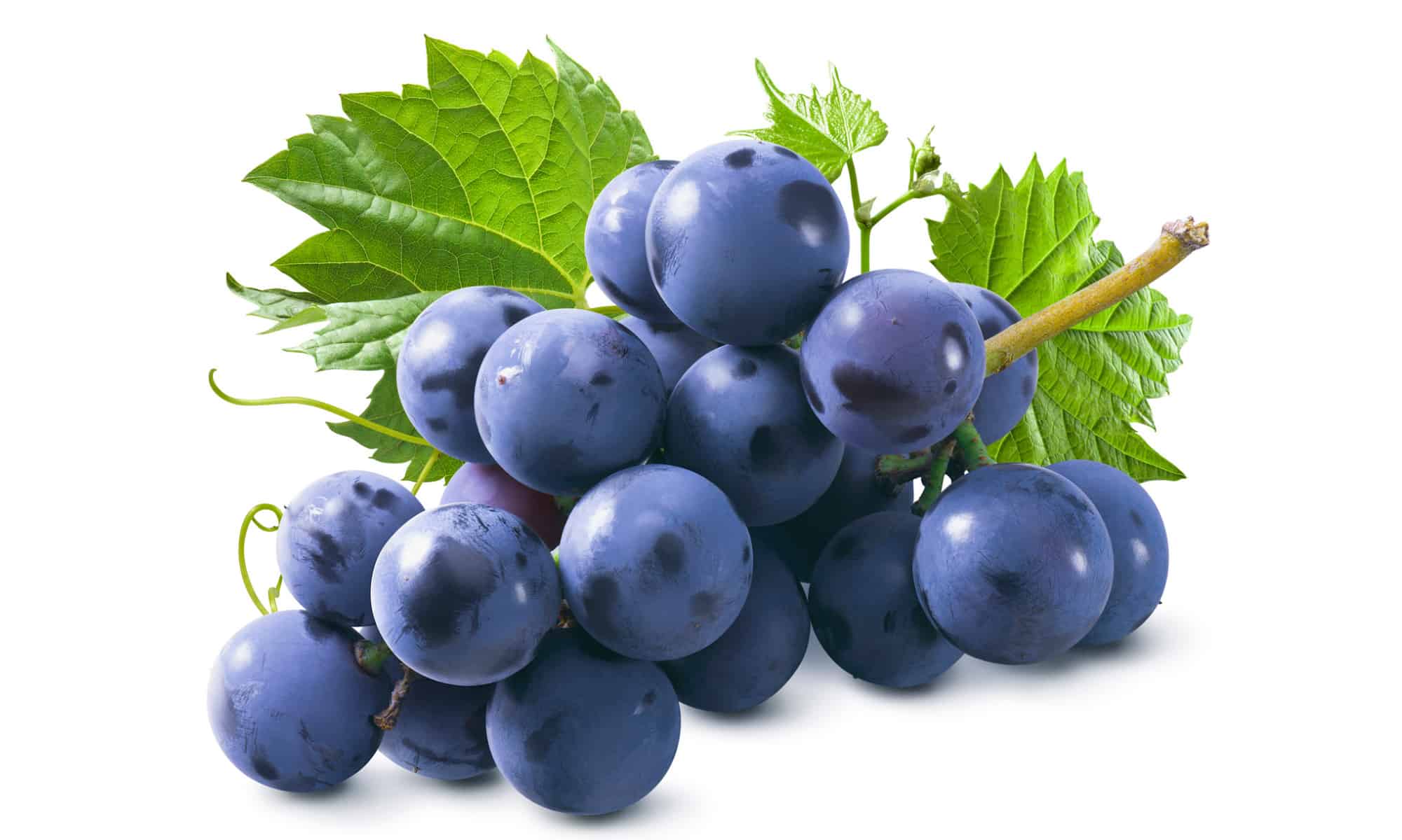 I cani possono mangiare l'uva o no?  Cosa dice la scienza