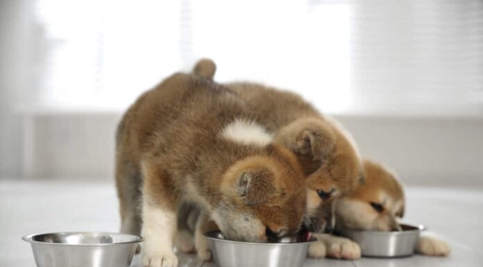 A Antibiotics for Dogs: Updated for 2022