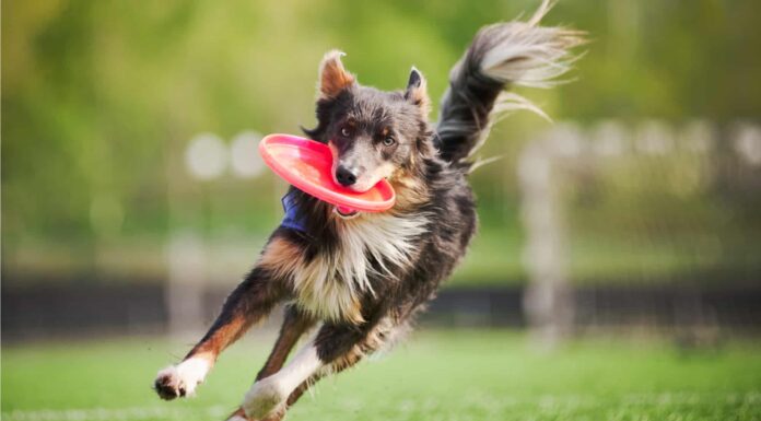 I cani sono più intelligenti di quanto pensi: ecco perché
