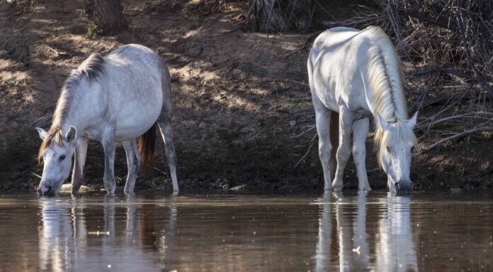 I cavalli freddi giocano a Huckleberry Finn e galleggiano lungo il fiume su una zattera
