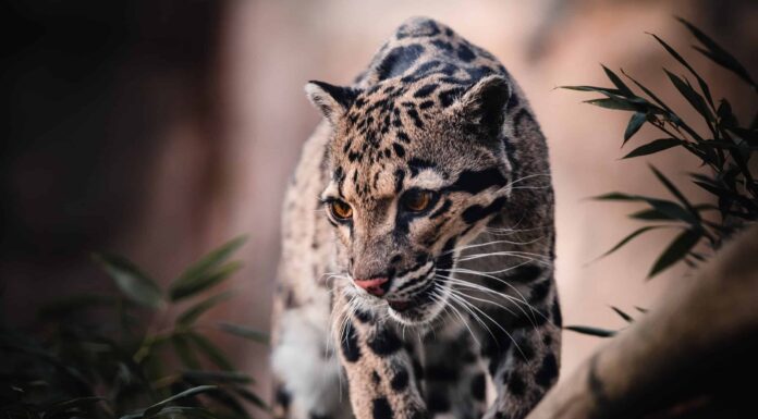 I grandi felini catturano grandi pesci: guarda un leopardo durante una spedizione di pesca
