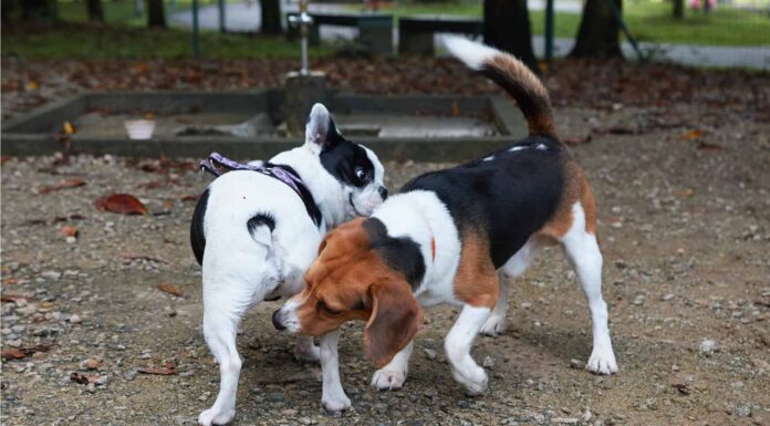 I migliori 5 parchi per cani a Glendale
