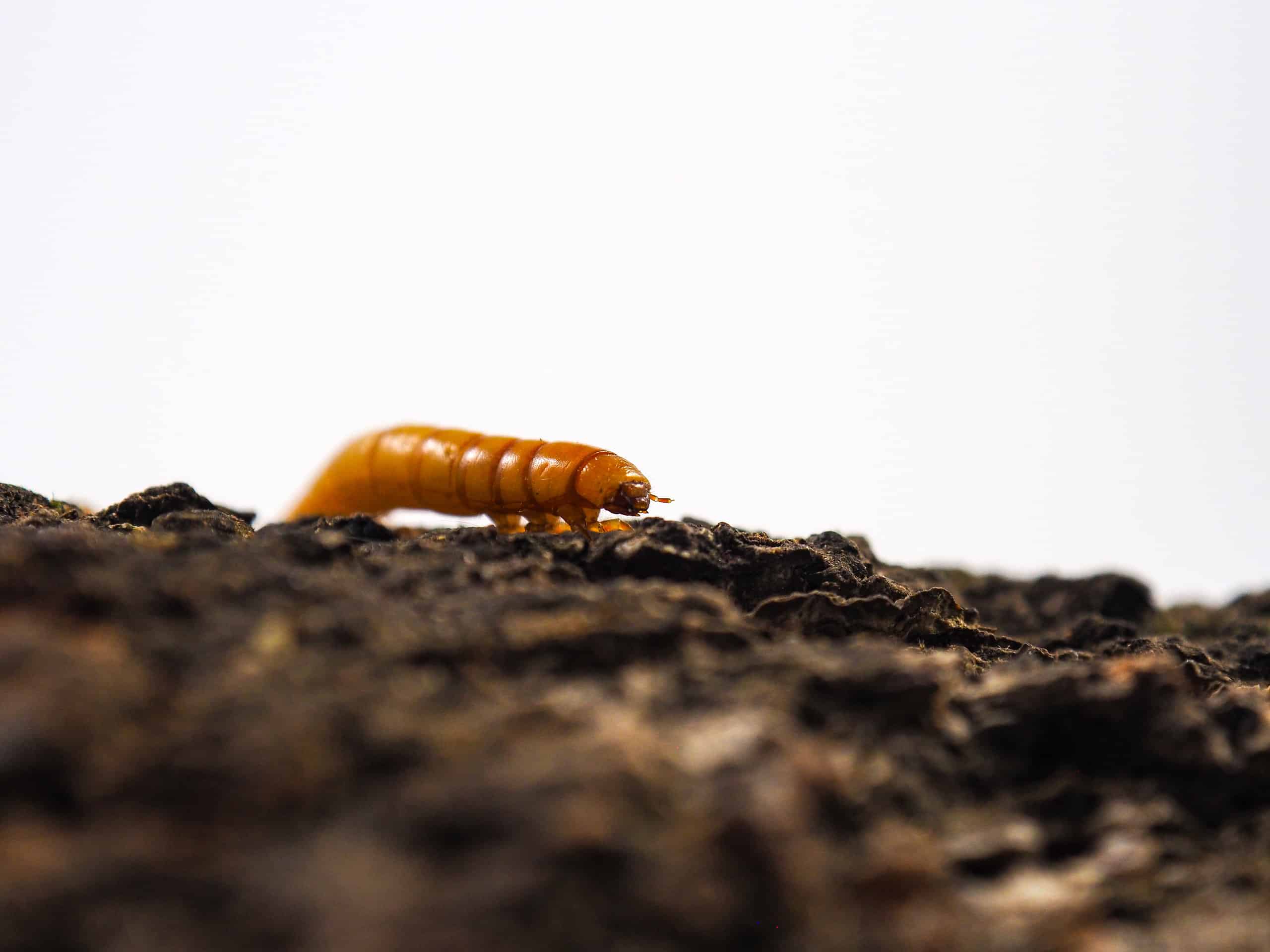 I migliori vermi della farina per rettili, pesci e uccelli