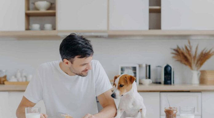 I pancake sono sicuri per i cani da mangiare, in realtà?
