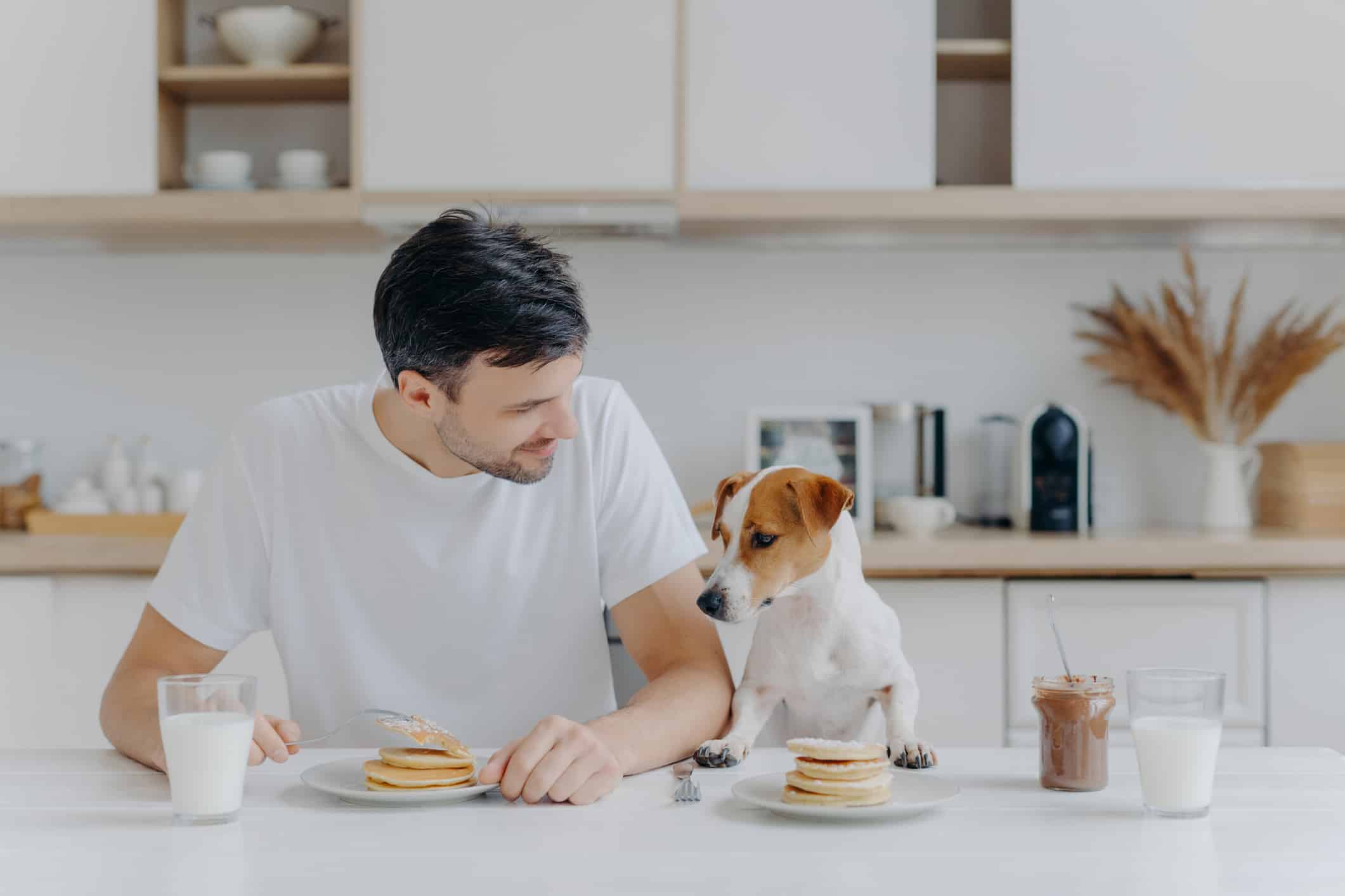 I pancake sono sicuri per i cani da mangiare, in realtà?