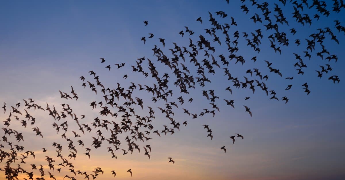 I pipistrelli creano film horror di vita reale in una nuvola infinita che riempie il cielo