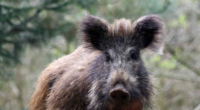 Il cinghiale fa l'impressione di Hulk e demolisce il cancello di sicurezza in metallo
