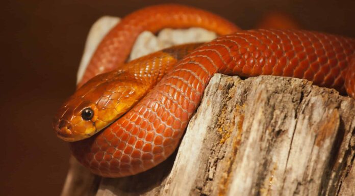 Il cobra arancione brillante combatte 7 scoiattoli e una mangusta in un filmato pazzesco
