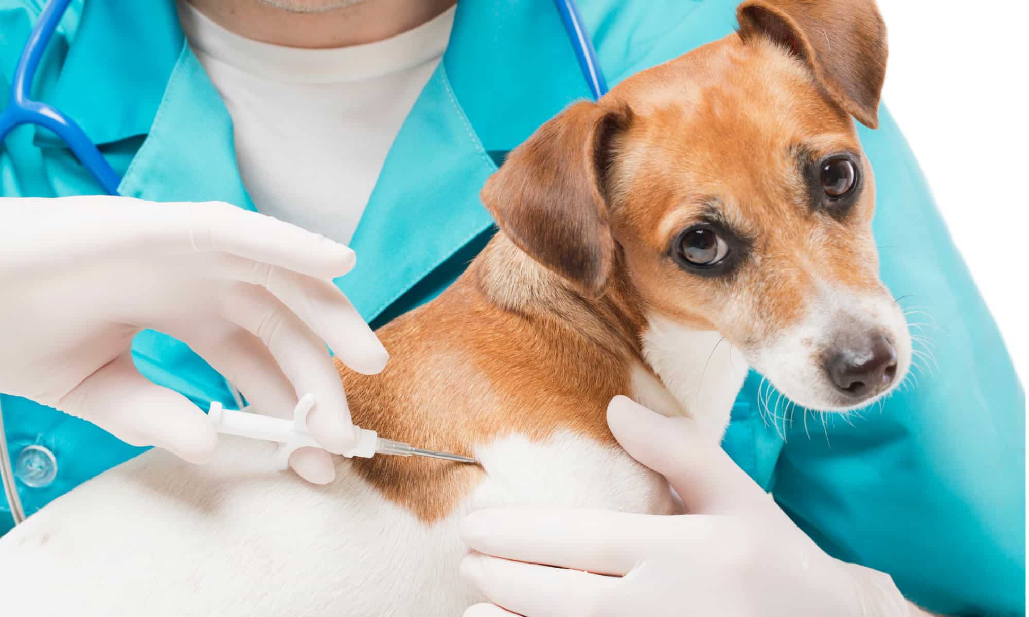 Il costo del microchip di un cane e i vantaggi di farlo