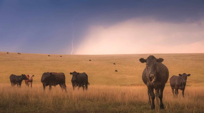 Il fulmine colpisce la mucca e cuoce istantaneamente la bistecca
