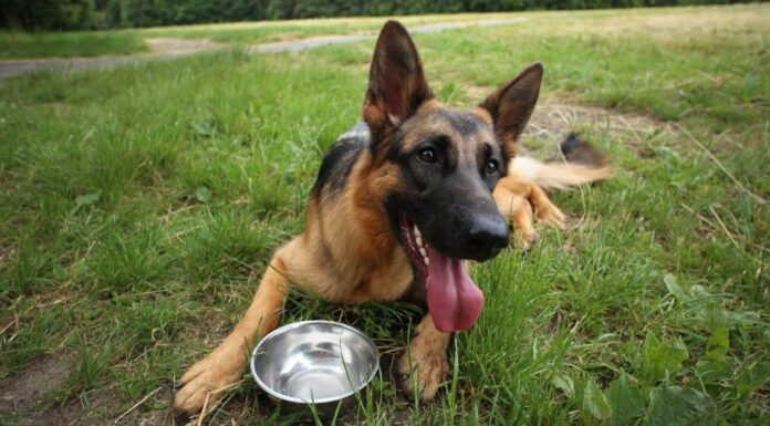 Il modo sorprendente in cui i cani bevono acqua (non ovvio)
