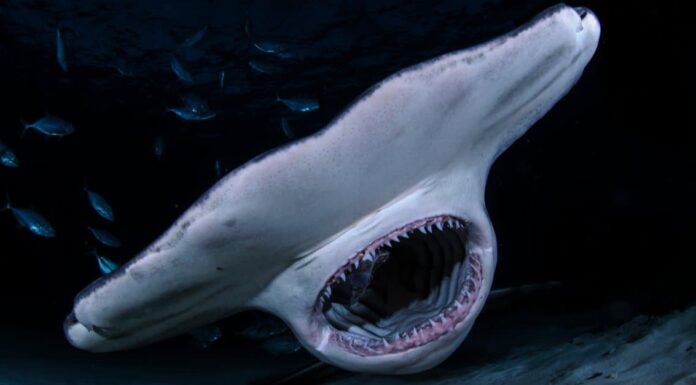 Il pescatore perde la testa quando la cattura è uno squalo martello di 400 libbre
