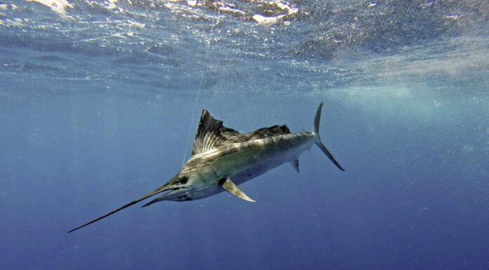 Il pesce vela sciocca il pescatore con la cattura più facile di sempre e salta in barca
