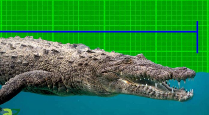 Il più grande coccodrillo d'acqua salata del mondo
