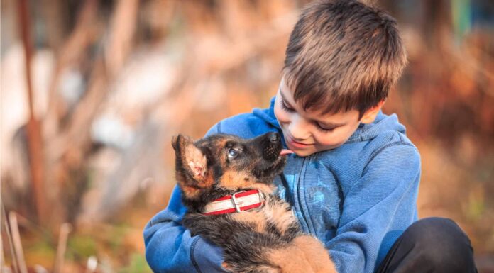 Il vero costo di un cane (cucciolo, bastardino e purosangue)
