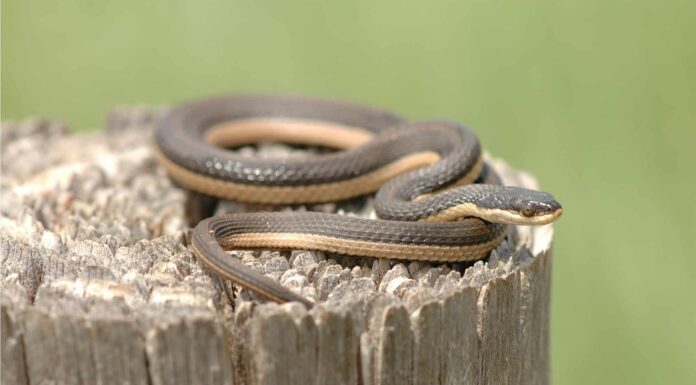 Plain-Bellied Water Snake - Yellow Belly Water Snake
