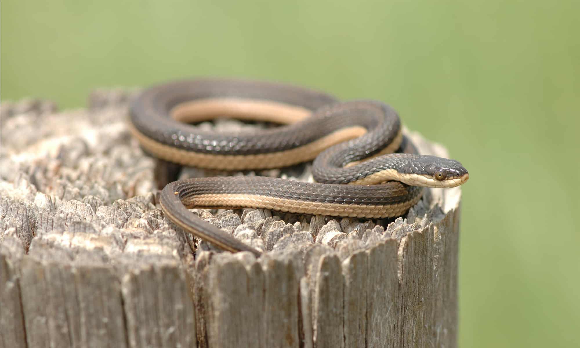 Plain-Bellied Water Snake - Yellow Belly Water Snake