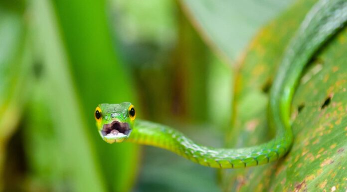 Incontra 7 serpenti del fiume Mekong
