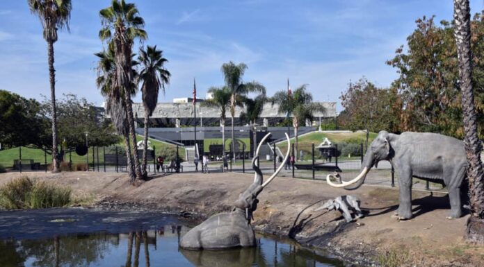 A ManyPets Pet Insurance Review: Pros, Cons, and Coverage