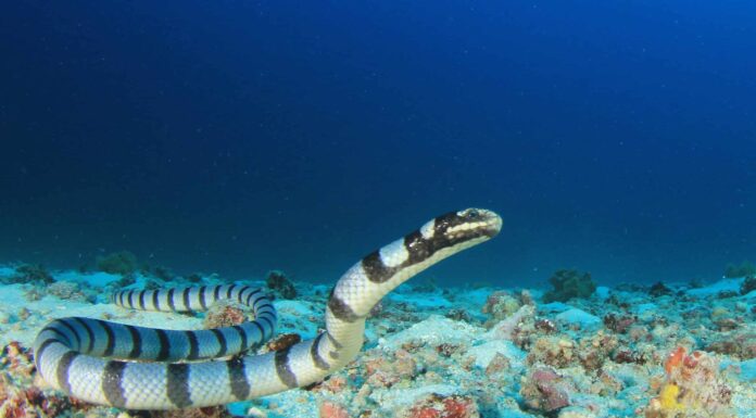 Incontra il massiccio serpente di mare che banchettava con le balene (seriamente!)
