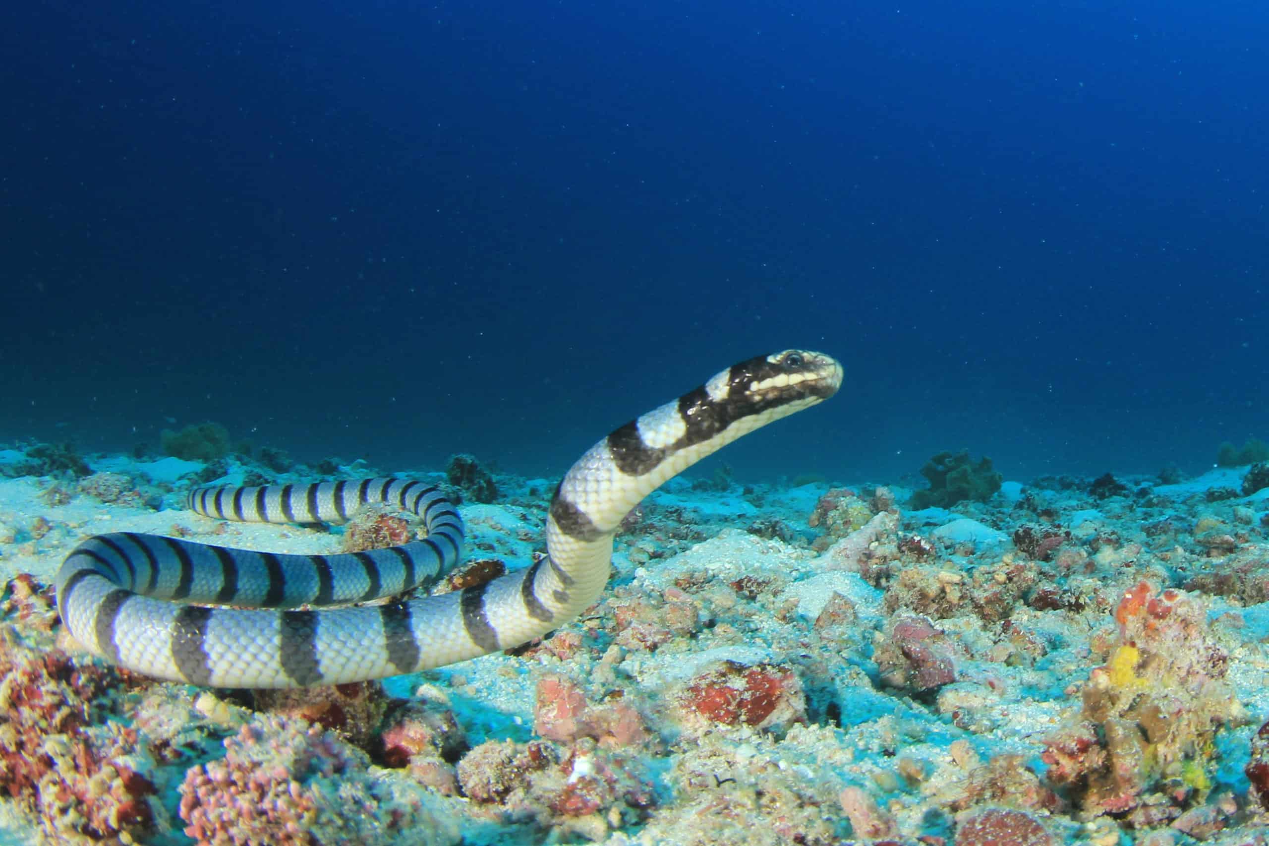 Incontra il massiccio serpente di mare che banchettava con le balene (seriamente!)