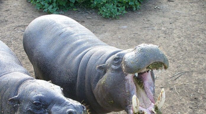 Ippopotamo pigmeo
