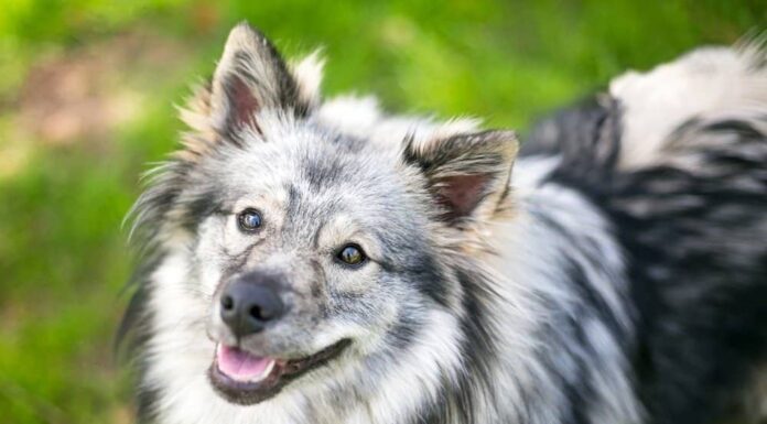 keeshond
