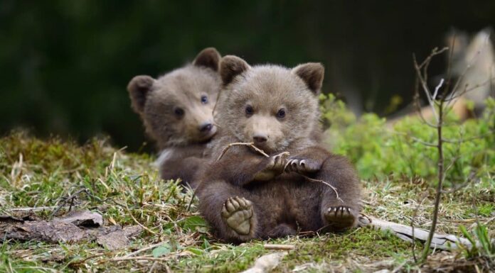 La comunità turca si unisce per allevare l'orsetto come se fosse umano

