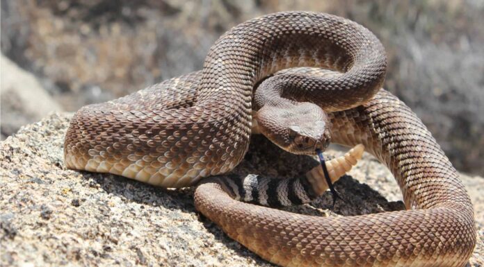 La donna a piedi nudi rimuove abilmente un enorme serpente mentre fuma una sigaretta
