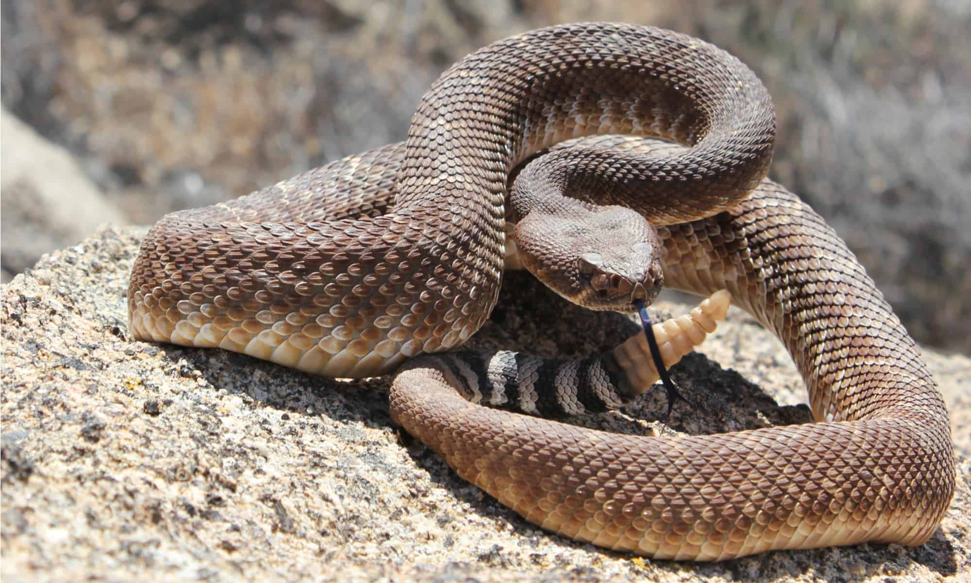 La donna a piedi nudi rimuove abilmente un enorme serpente mentre fuma una sigaretta