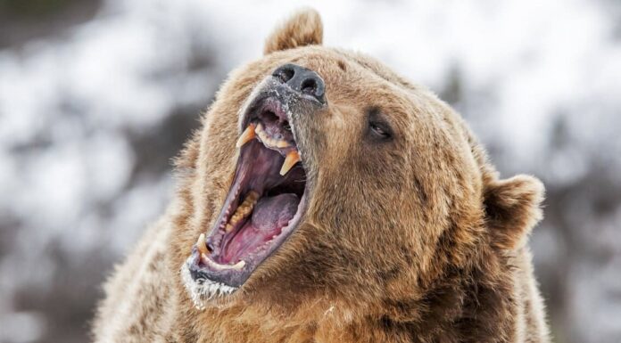  La famiglia nel Montana incontra un Grizzly su una ripida montagna.  Vedi cosa succede dopo
