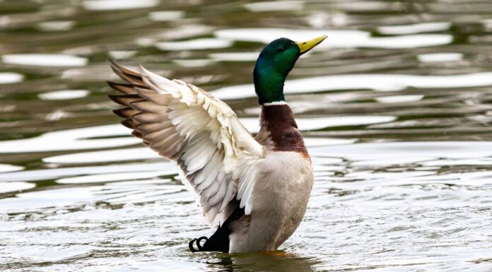 La situazione di stallo tra Visiting Sister e Angus the Angry Duck nel Montana
