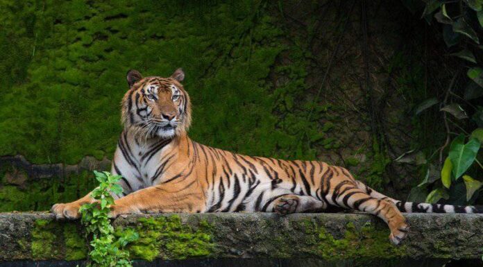 La tigre del Bengala salta dalla barca e torna a casa con un rilascio fotogenico
